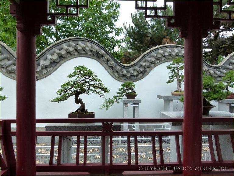 Bonsai in the Chinese Garden at Jardin Botanique de Montreal