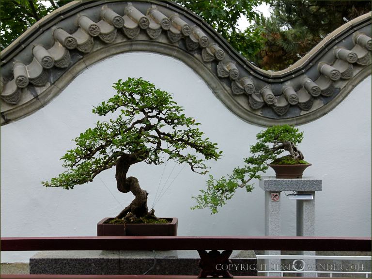 Bonsai in the Chinese Garden at Jardin Botanique de Montreal
