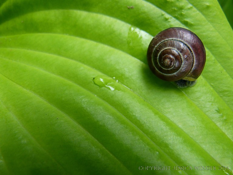 Snail on a Hosta leaf in the Chinese Garden