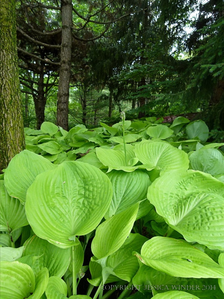 Hostas beneath the trees in the Chinese Garden in Montreal