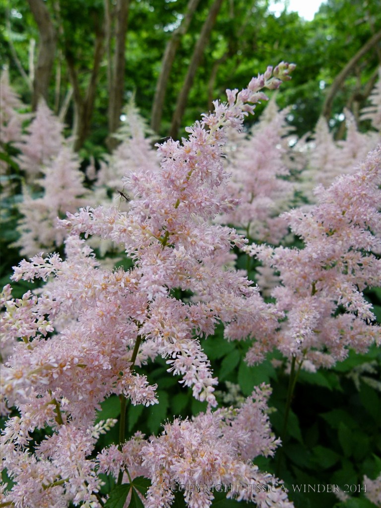 Pink flowers in the Chinese Garden at Jardin Botanique de Montreal