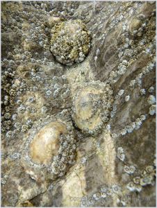 Barnacle-encrusted limpets clinging to High Tor Limestone at Burry Holms