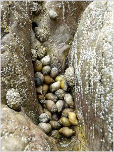 Cluster of dog whelks sheltering in an eroded groove in the limestone on the east side of Burry Holms