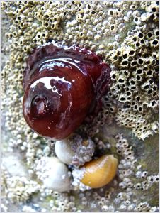 Bright red Beadlet Anemone (Actinia equina) with dog whelks (Nucella lapillus) and barnacles