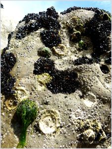 Seashore creatures clinging to eroded limestone rocks at Burry Holms