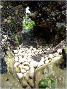 Mussels, barnacles, and dog whelks on eroded limestone at Burry Holms