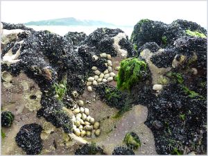 Mussels, barnacles, and dog whelks on eroded limestone at Burry Holms