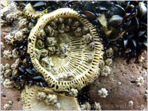 Large calcareous basal plate of a Perforatus Barnacle that has been knocked off the rock, with newly-settled barnacles of a smaller species