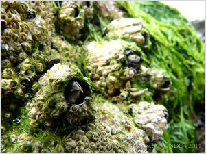 The stout curved beak-like opercula plates of a living Balanus perforatus barnacle on rocks at Burry Holms