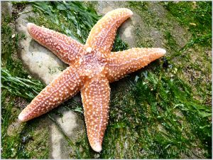 Common Starfish (Asterias rubens) dorsal surface