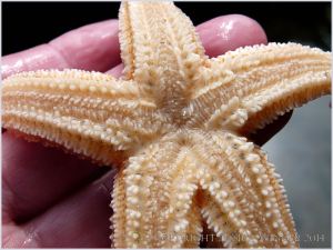 Common Starfish (Asterias rubens) ventral surface