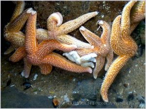 Congregation of Common Starfish Asterias rubens in a rock pool at Burry Holms