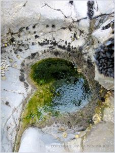 Bio-erosion in limestone at Burry Holms