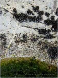 Marine worm burrows in limestone around the water line of a rock pool