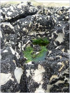 Small hollow in the karstic rock surface filled with water and bright green algae