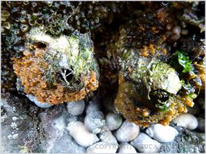 Bright orange sponges with dog whelks in a damp rock cleft