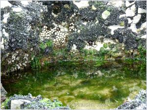 Small algae-filled pool surrounded by a patchwork of small seashore creatures encrusting the rock