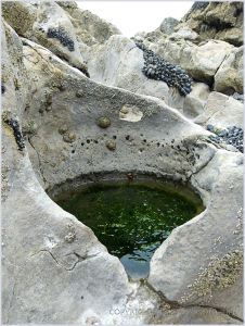 Near perfectly circular rock pool eroded into the limestone at Burry Holms.