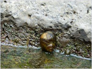 Detail of bio-eroded area of marine worm burrows on the waterline of a small rock pool in Carboniferous Limestone