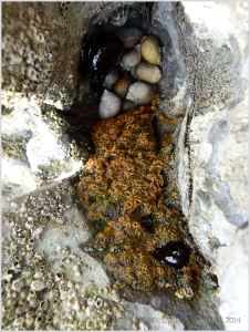 Sponge, sea anemones and dog whelks in a mini rock pool on the island of Burry Holms