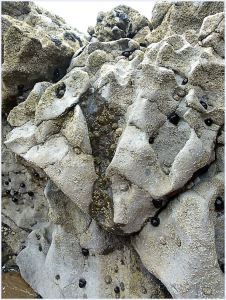Seashore creatures on eroded limestone at Burry Holms