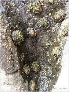 Seashore creatures on eroded limestone at Burry Holms