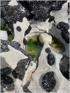 Small rock pool in eroded limestone surface at Burry Holms