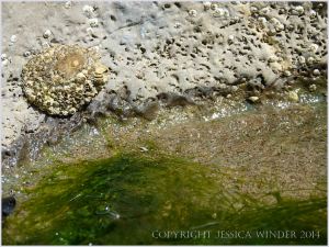 Close-up of marine worm burrows in limestone at the waterline of a rock pool on Burry Holms