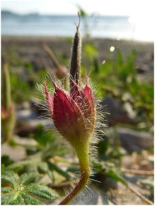 Seed pod of Bloody Cranesbill