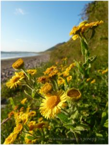 Flowering Golden samphire or Inula crithmoides at Rhossili Beach