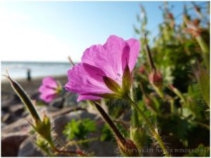 Geranium sanguineum - Bloody Cranesbill on Rhossil Beach