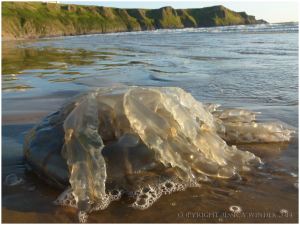 Large stranded jellyfish brought in by the tide