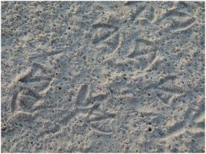 Bird footprints in the sand at Rhossili Beach