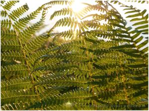 Evening sun shining through bracken fronds