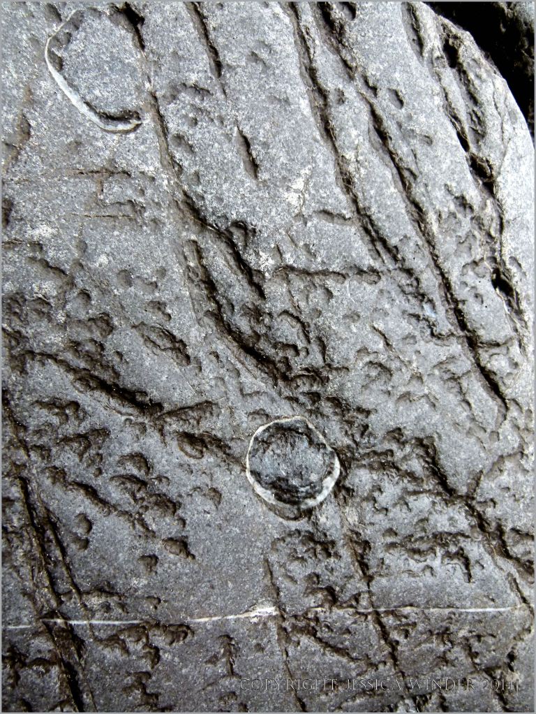 The effects of erosion on the surface of limestone in seashore cliffs