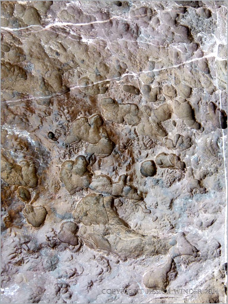 The effects of erosion on the surface of limestone in seashore cliffs