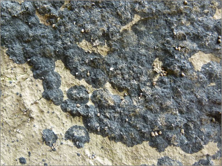 Black lichen growing on pitted limestone cliff surface 
