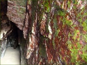 Green and red biofilm encrusting cave walls at Tenby