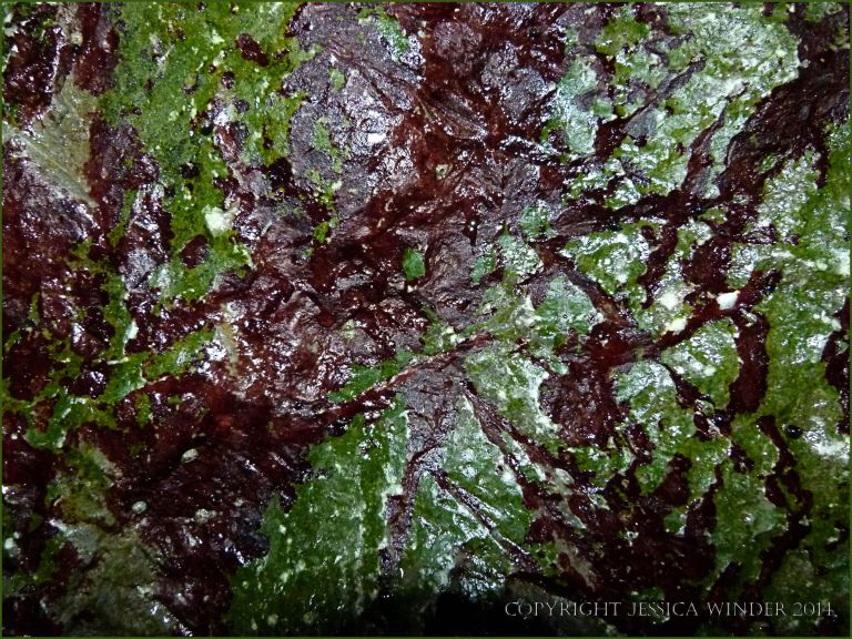 Green and red biofilm encrusting cave walls at Tenby
