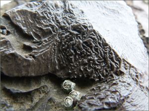 Fine irregular grooves and ridges on limestone