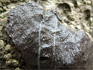 Fine irregular grooves and ridges on limestone