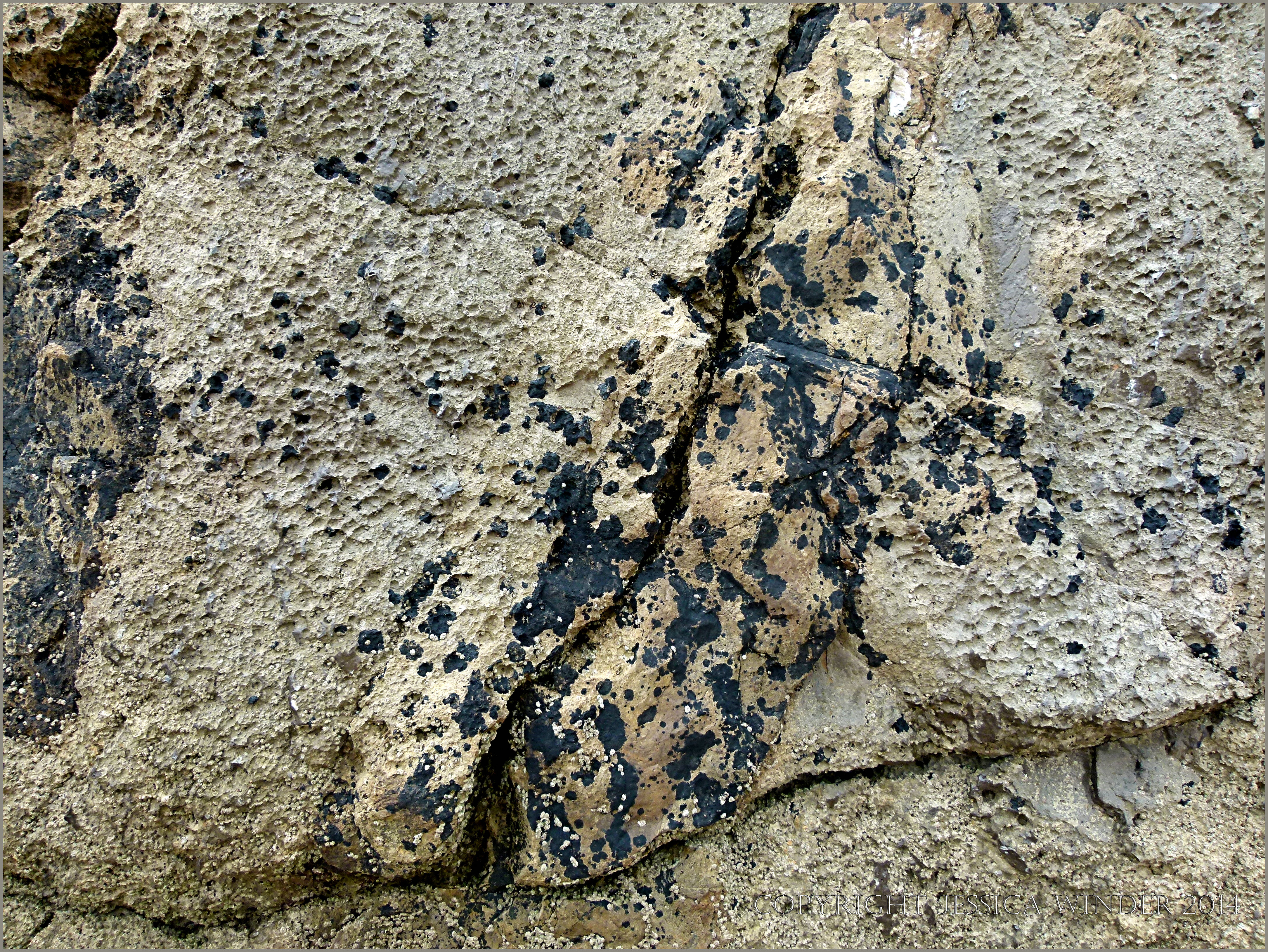 Rock Patterns & Textures at Tenby – Part 2 – Jessica's Nature Blog