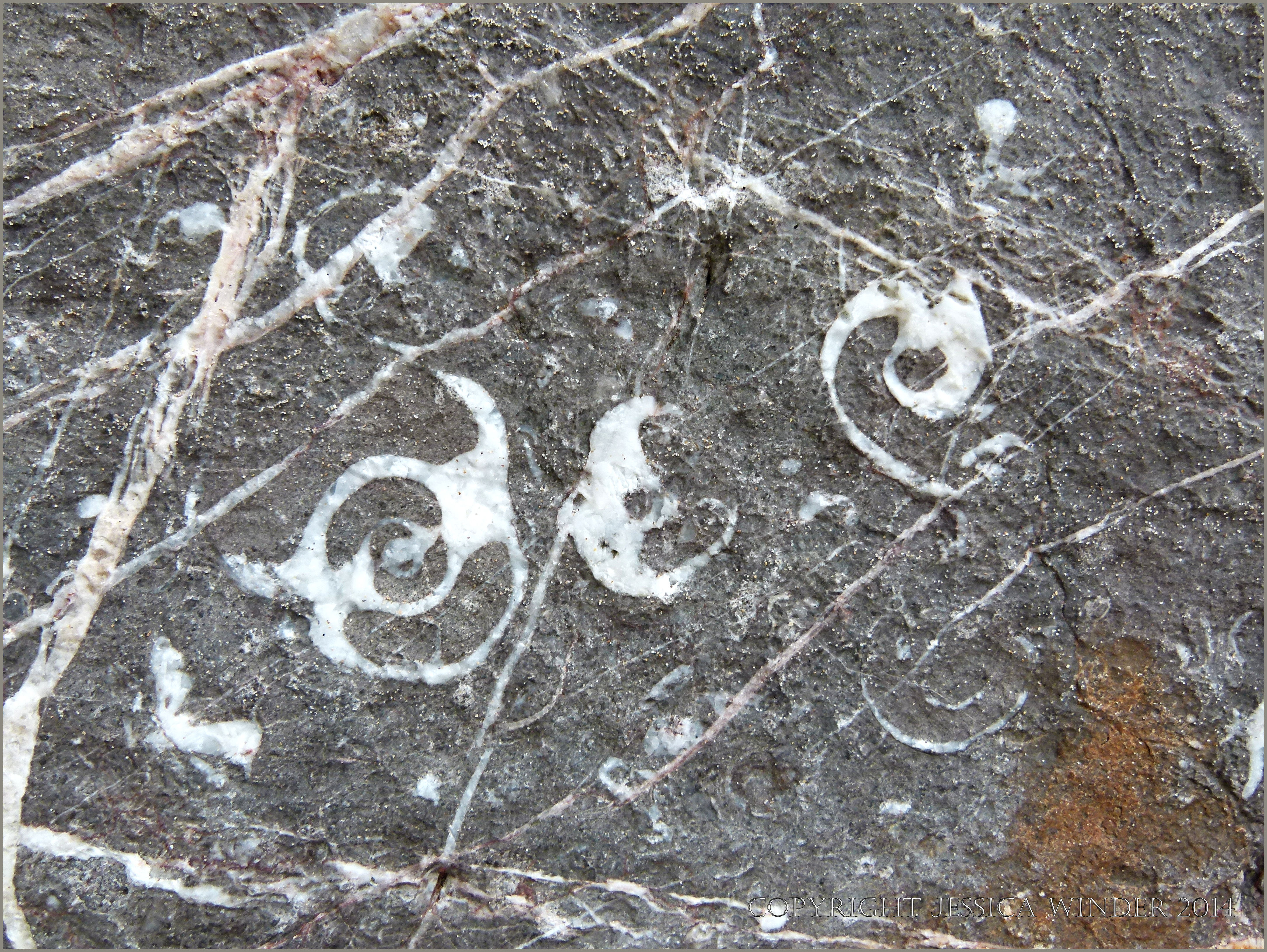 Rock Patterns & Textures at Tenby – Part 2 – Jessica's Nature Blog