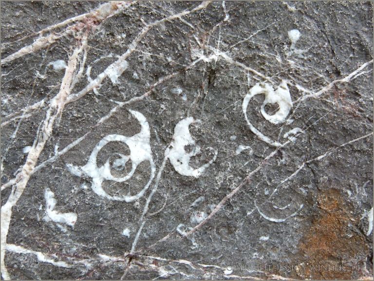 Gastropod fossils embedded in limestone cliffs at Tenby