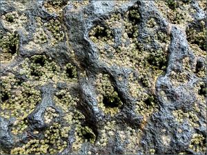 Small pittings on larger pittings with barnacles on rock