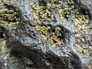 Small pittings on larger pittings with barnacles on rock