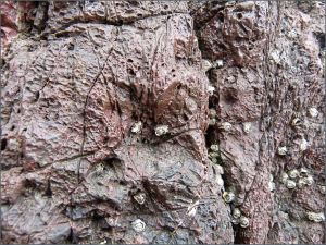 Reddened Carboniferous Limestone with numerous fine cracks and small-scale erosional damage