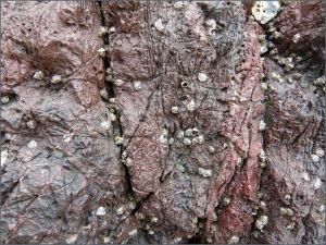 Reddened Carboniferous Limestone with numerous fine cracks and small-scale erosional damage