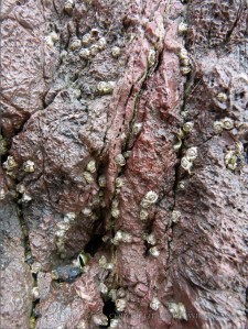Reddened Carboniferous Limestone with numerous fine cracks and small-scale erosional damage