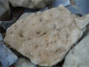 Beach boulder with scattered fossils and iron nodules